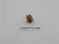 藏品(金龜子科)的圖片